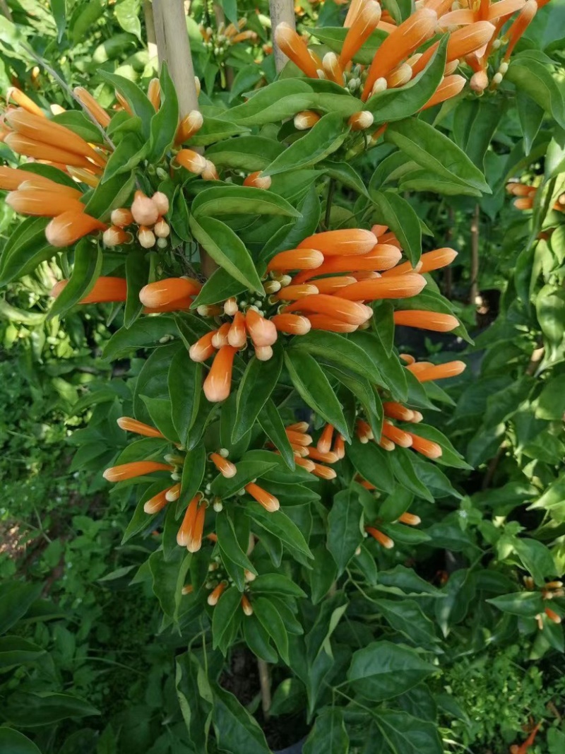 炮仗花精品漳州基地低价批发直销