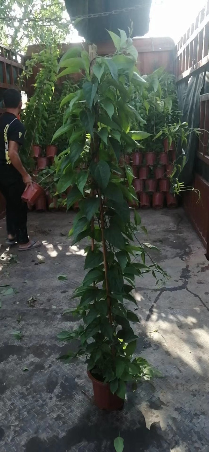 炮仗花精品漳州基地低价批发直销