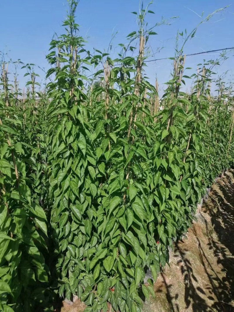 炮仗花精品漳州基地低价批发直销