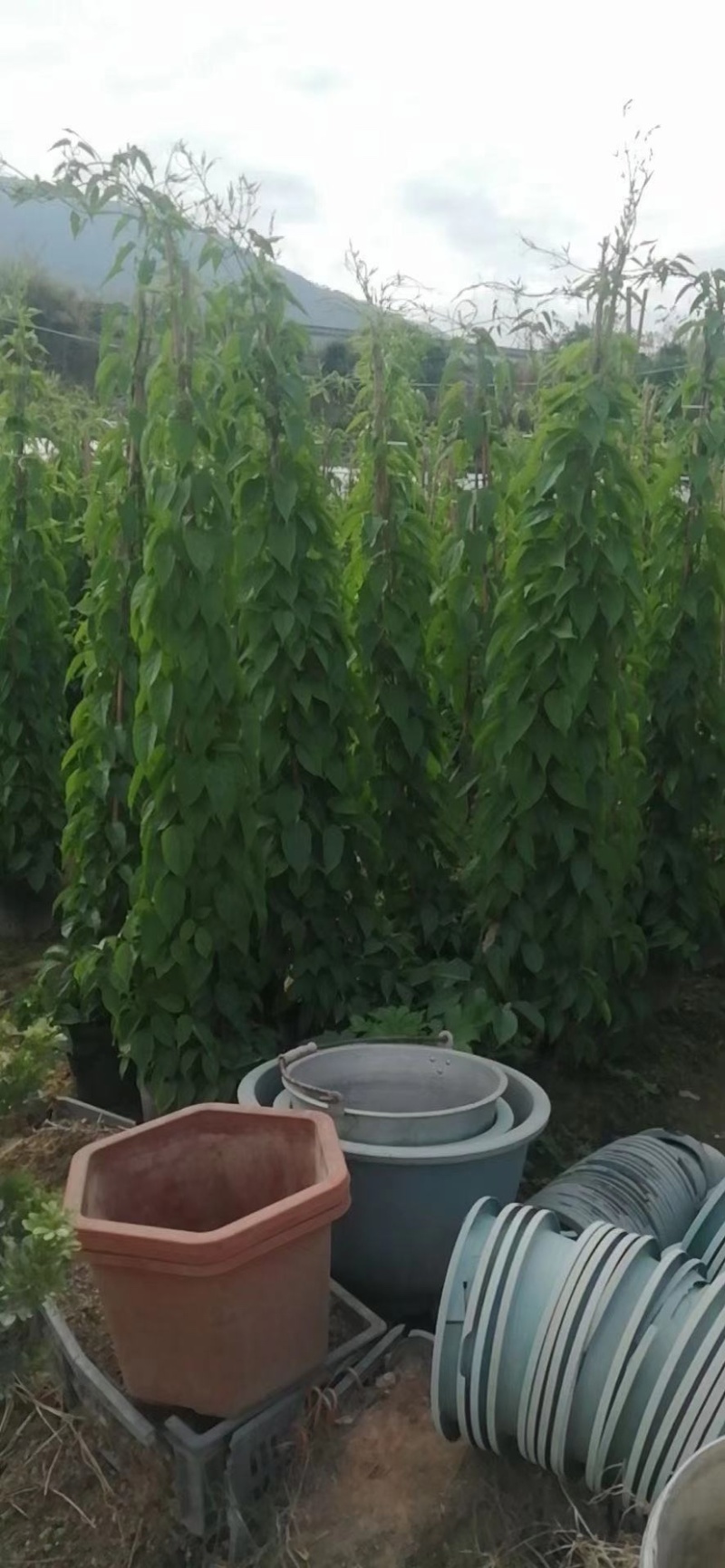 炮仗花精品漳州基地低价批发直销