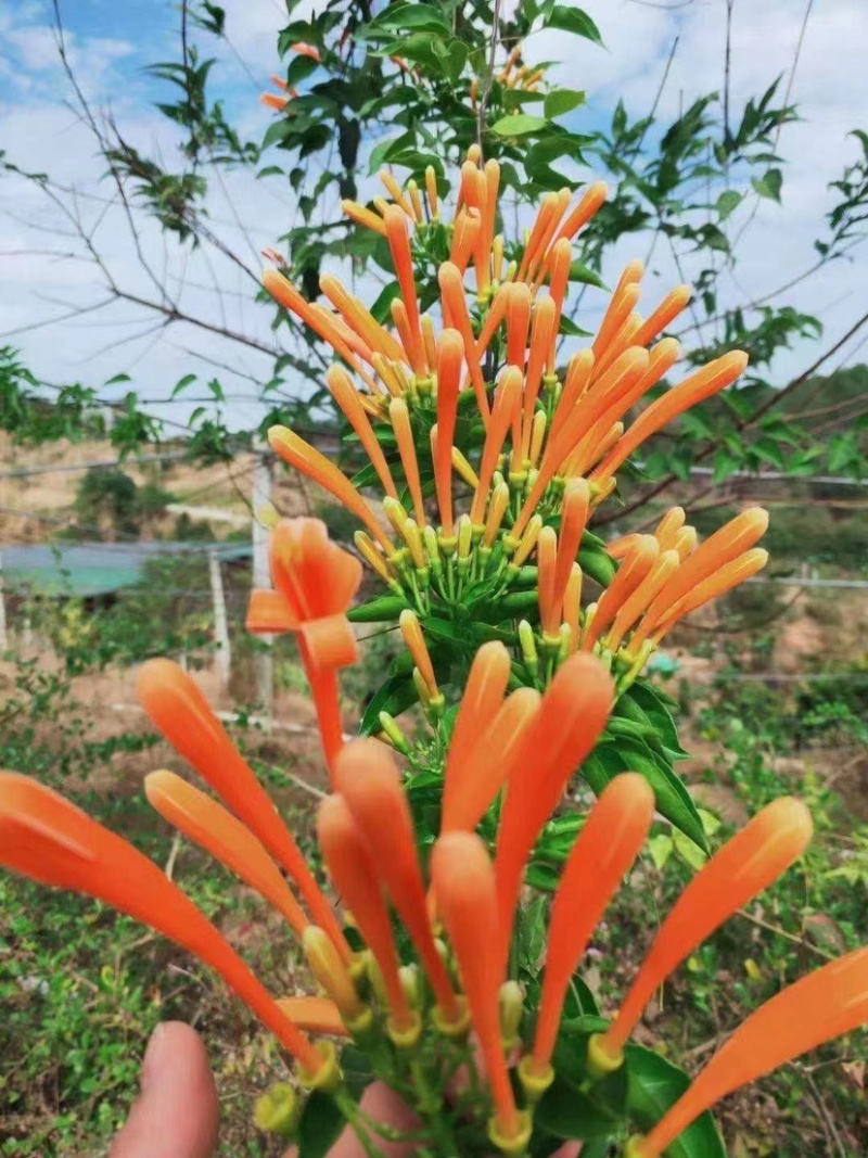 炮仗花精品漳州基地低价批发直销