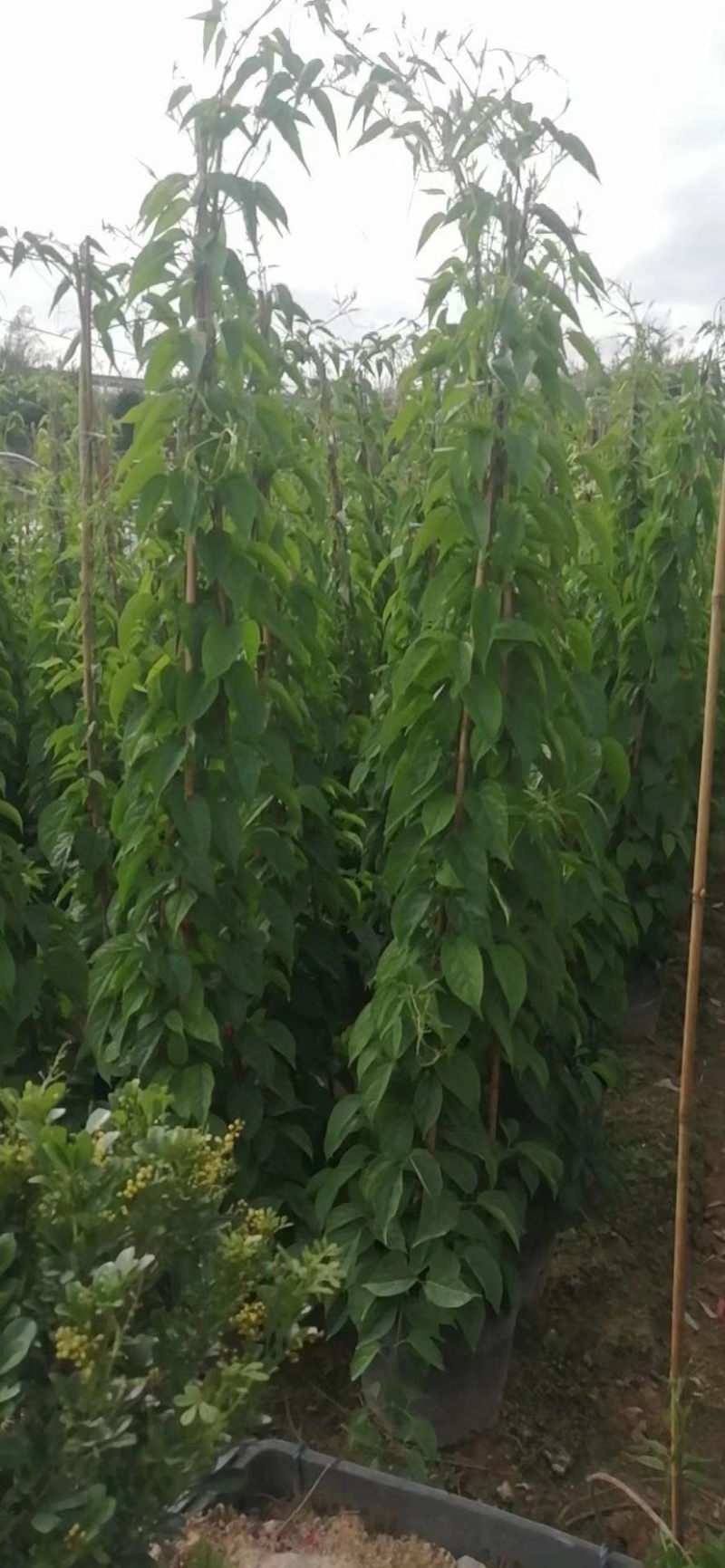 炮仗花精品漳州基地低价批发直销