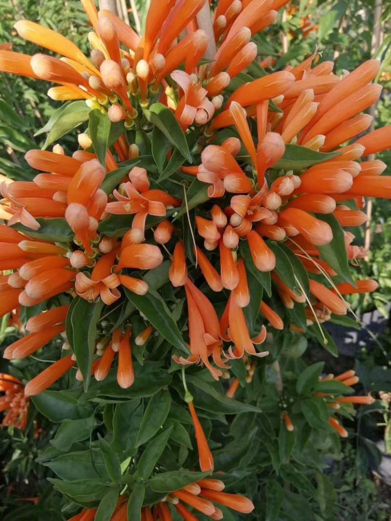 炮仗花精品漳州基地低价批发直销