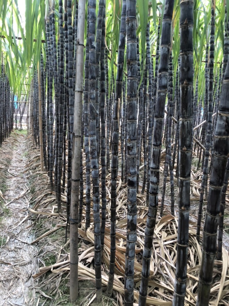 南沙区种植基地黑皮甘蔗