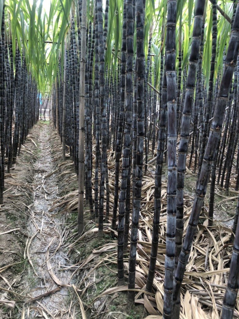 南沙区种植基地黑皮甘蔗