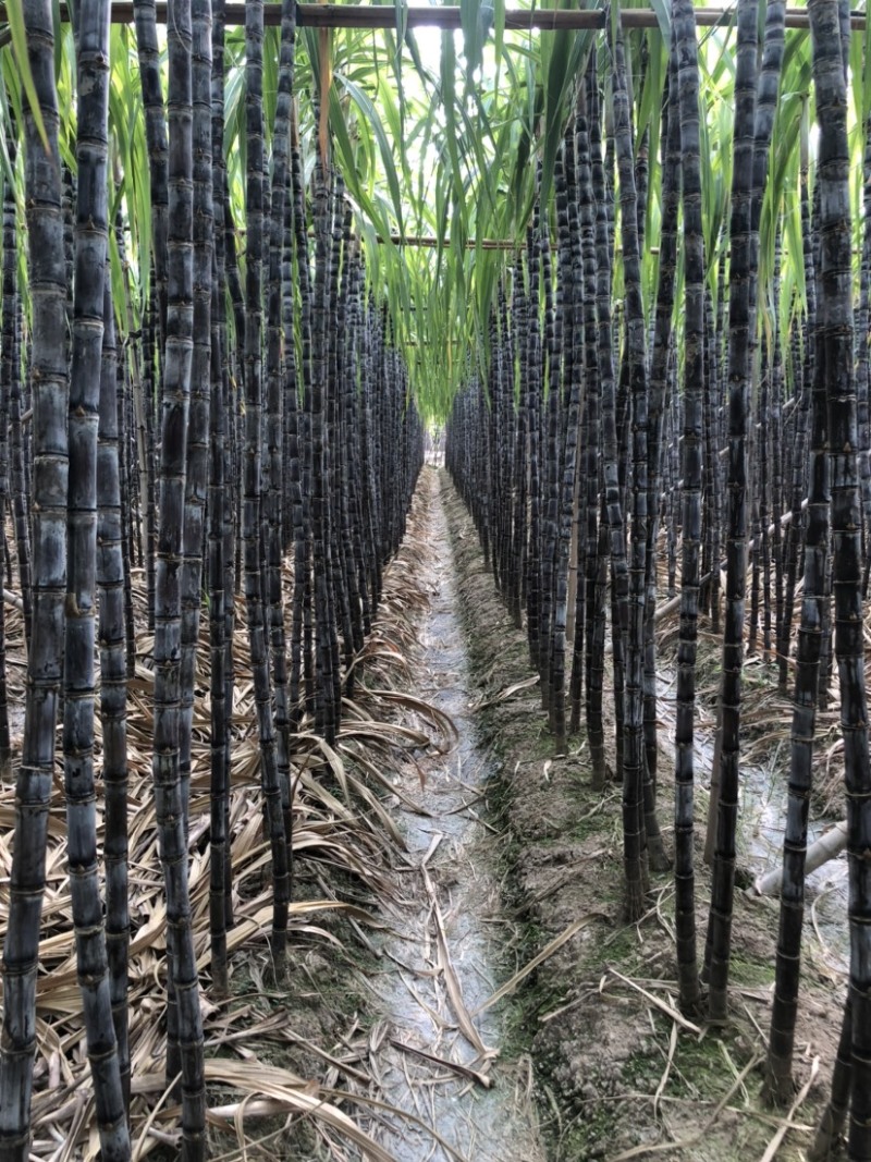 南沙区种植基地黑皮甘蔗