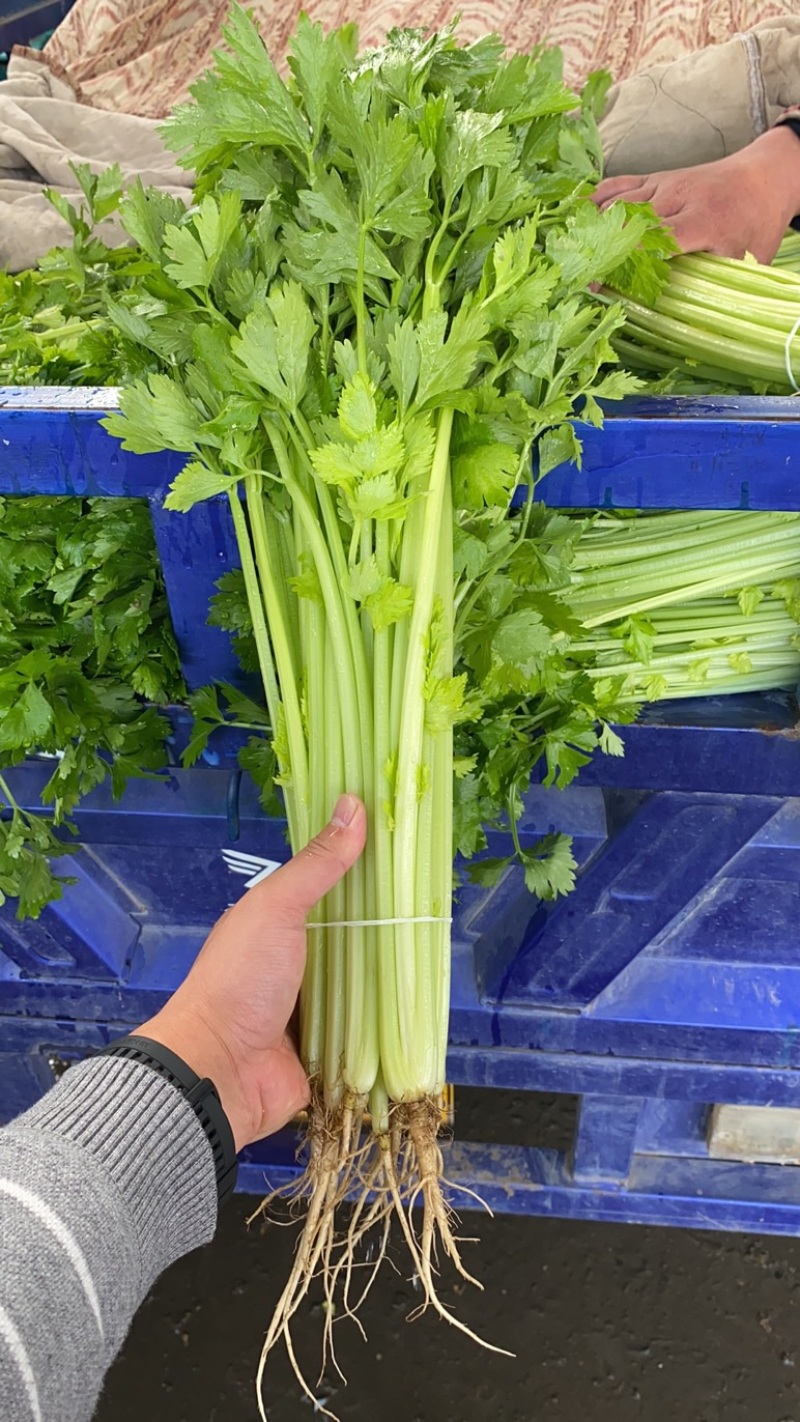 精品芹菜大量有货，质优价廉，有实力货源足，欢迎选购