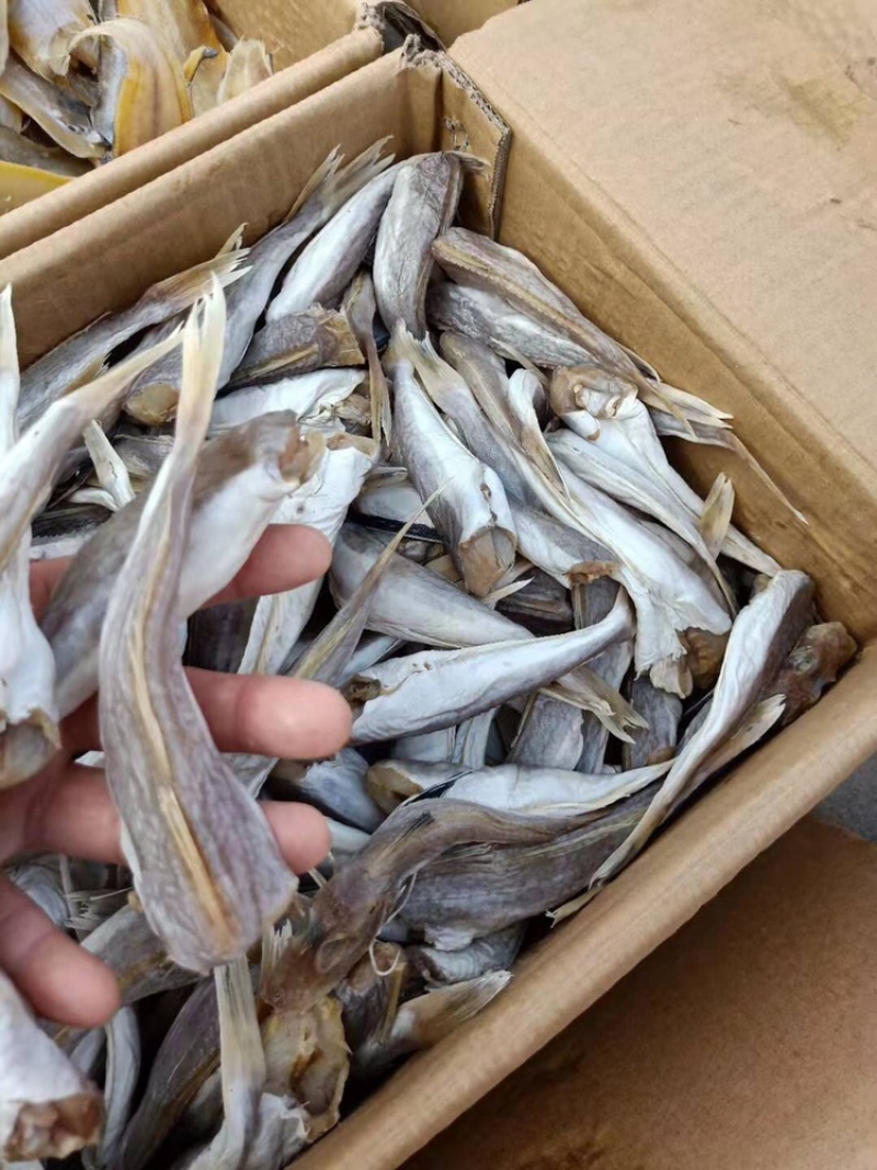 国产红娘鱼也叫皮棍鱼没有碎刺一件代发