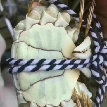 洪湖清水蟹，优质蟹湖区蟹