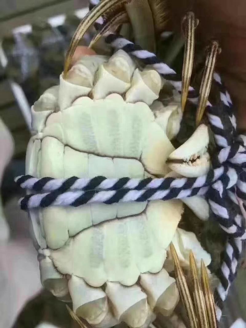 洪湖清水蟹，优质蟹湖区蟹