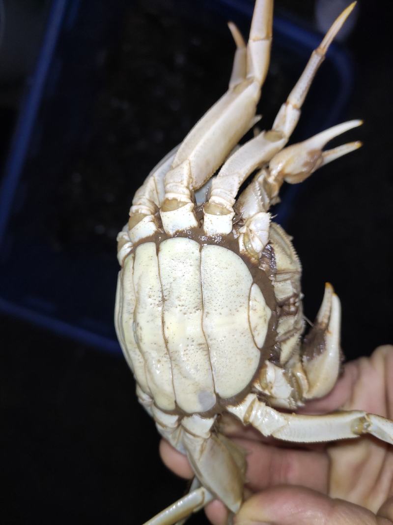 洪湖清水蟹，优质蟹湖区蟹