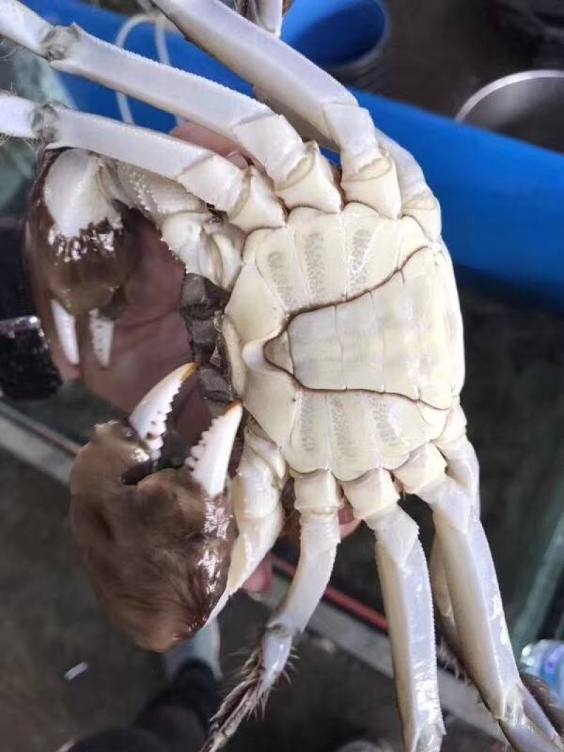 洪湖清水蟹，优质蟹湖区蟹