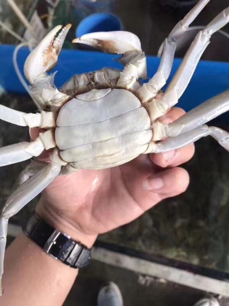 洪湖清水蟹，优质蟹湖区蟹
