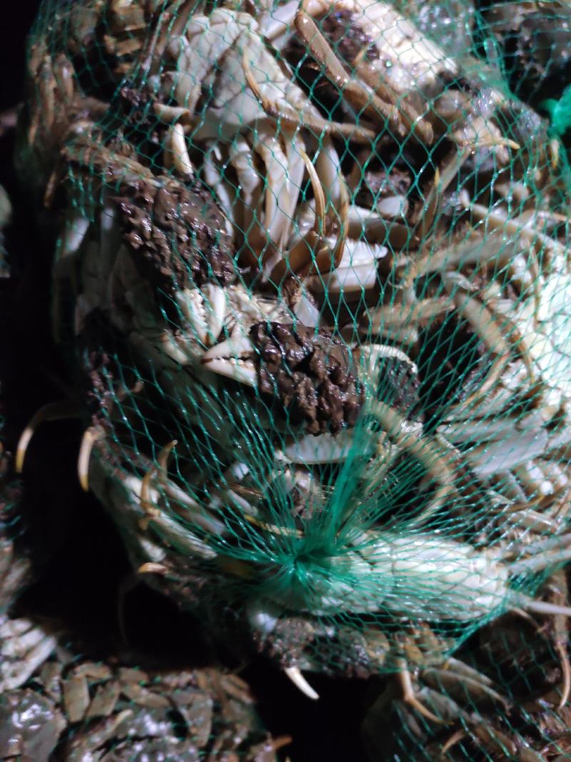洪湖清水蟹，优质蟹湖区蟹