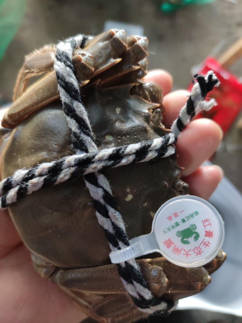 洪湖清水蟹，优质蟹湖区蟹