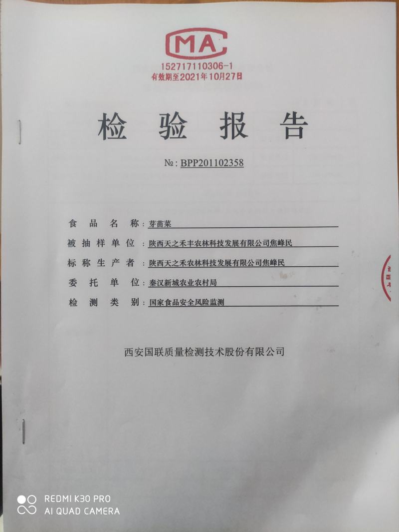 绿色活体香椿苗芽苗菜