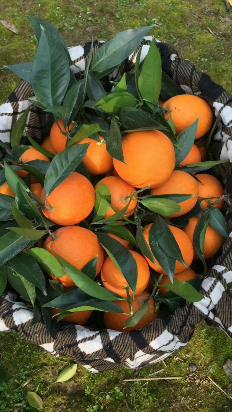 红橙，现时优惠3月25到31号，8折优优惠，欢迎你购买