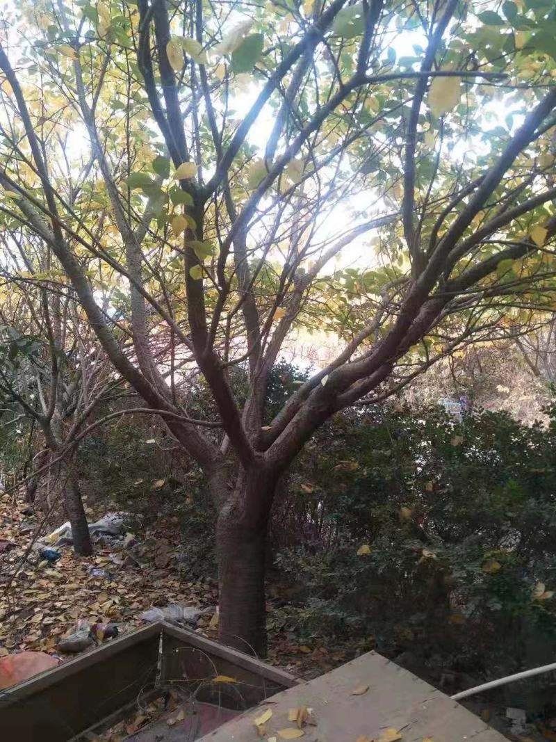 牛供应大规格樱花8-30公分日本晚樱，早樱，染井吉野