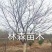 牛供应大规格樱花8-30公分日本晚樱，早樱，染井吉野