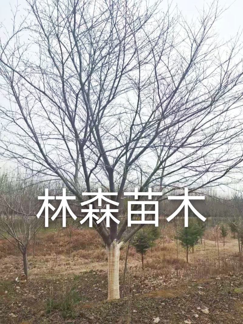 牛供应大规格樱花8-30公分日本晚樱，早樱，染井吉野