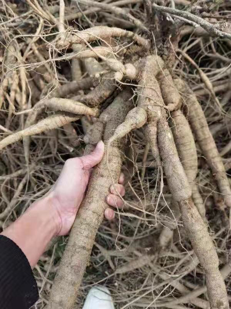 牛大力可入药或炖汤，食用价值非常高绝对新鲜