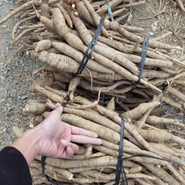 牛大力可入药或炖汤，食用价值非常高绝对新鲜