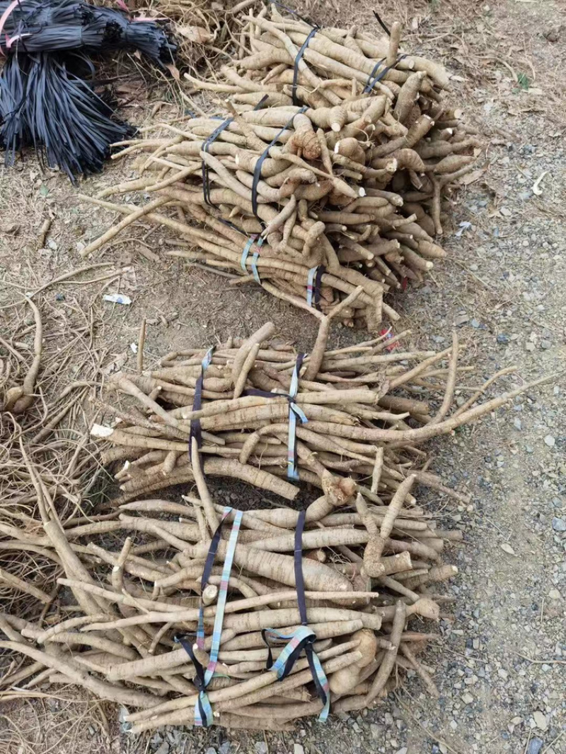 牛大力可入药或炖汤，食用价值非常高绝对新鲜