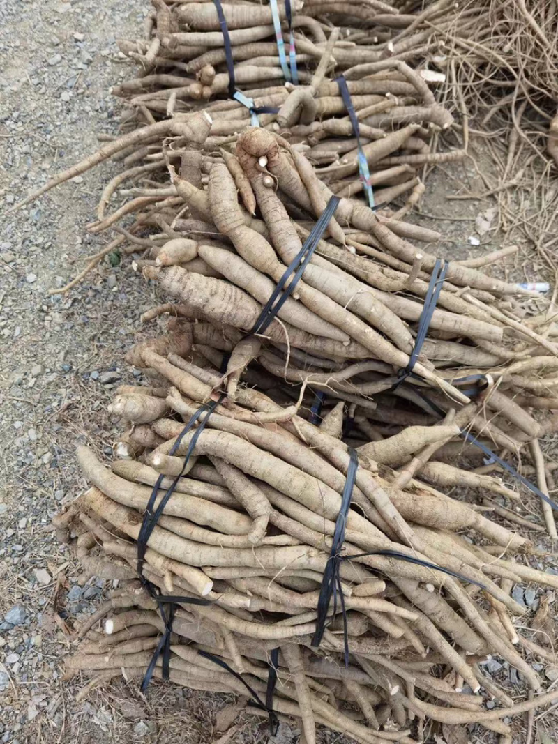 牛大力可入药或炖汤，食用价值非常高绝对新鲜