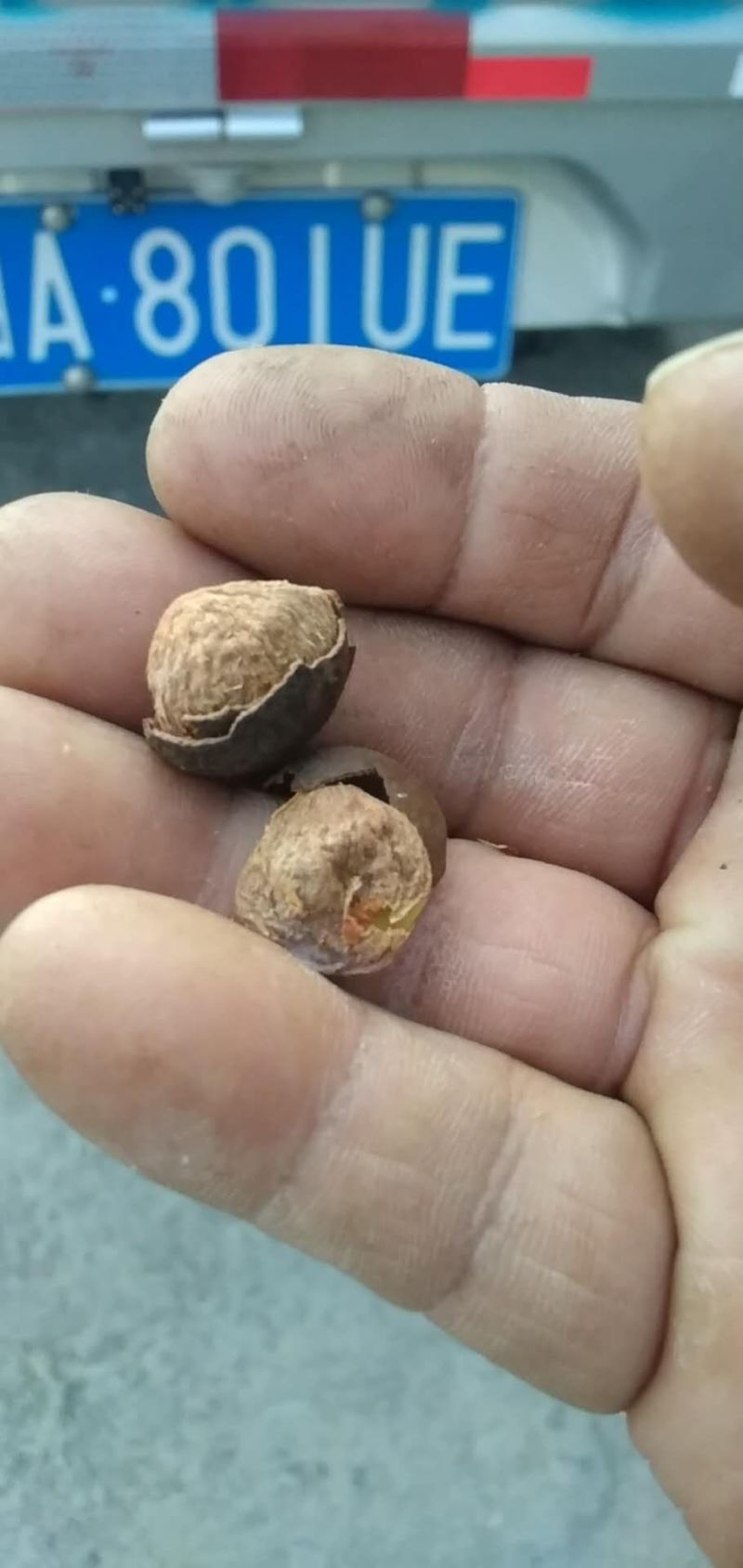 茶油籽，现在正式开业了。欢迎老板