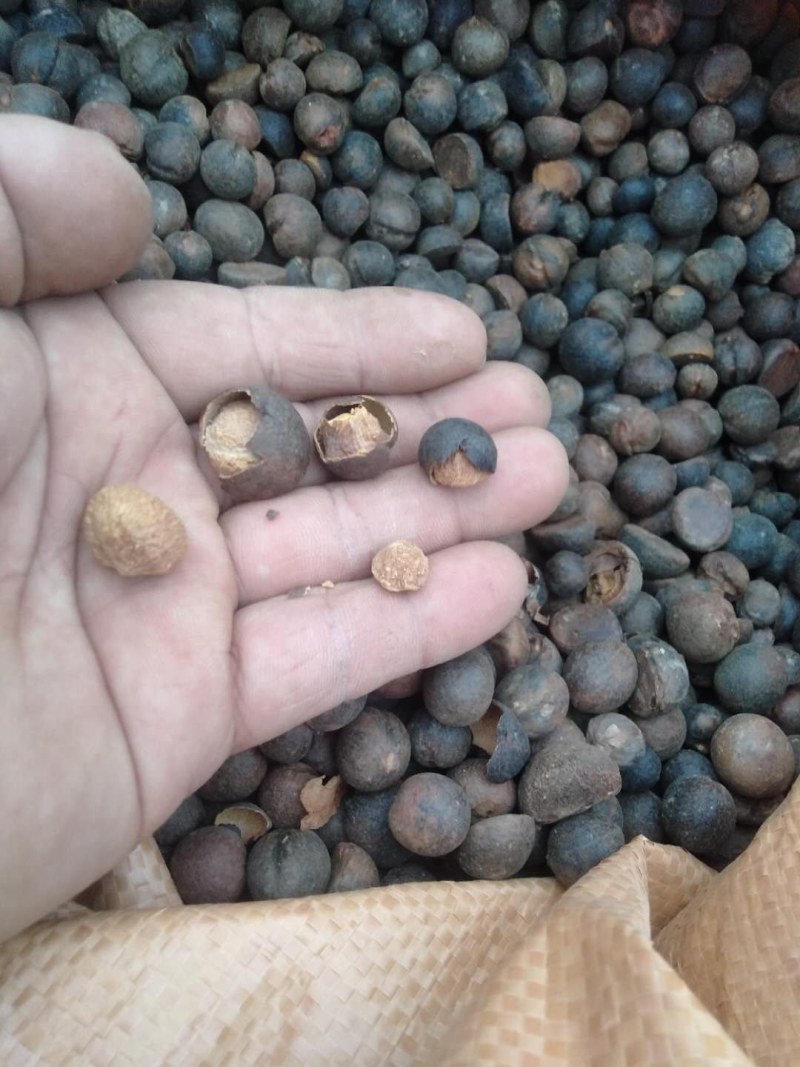 茶油籽，现在正式开业了。欢迎老板