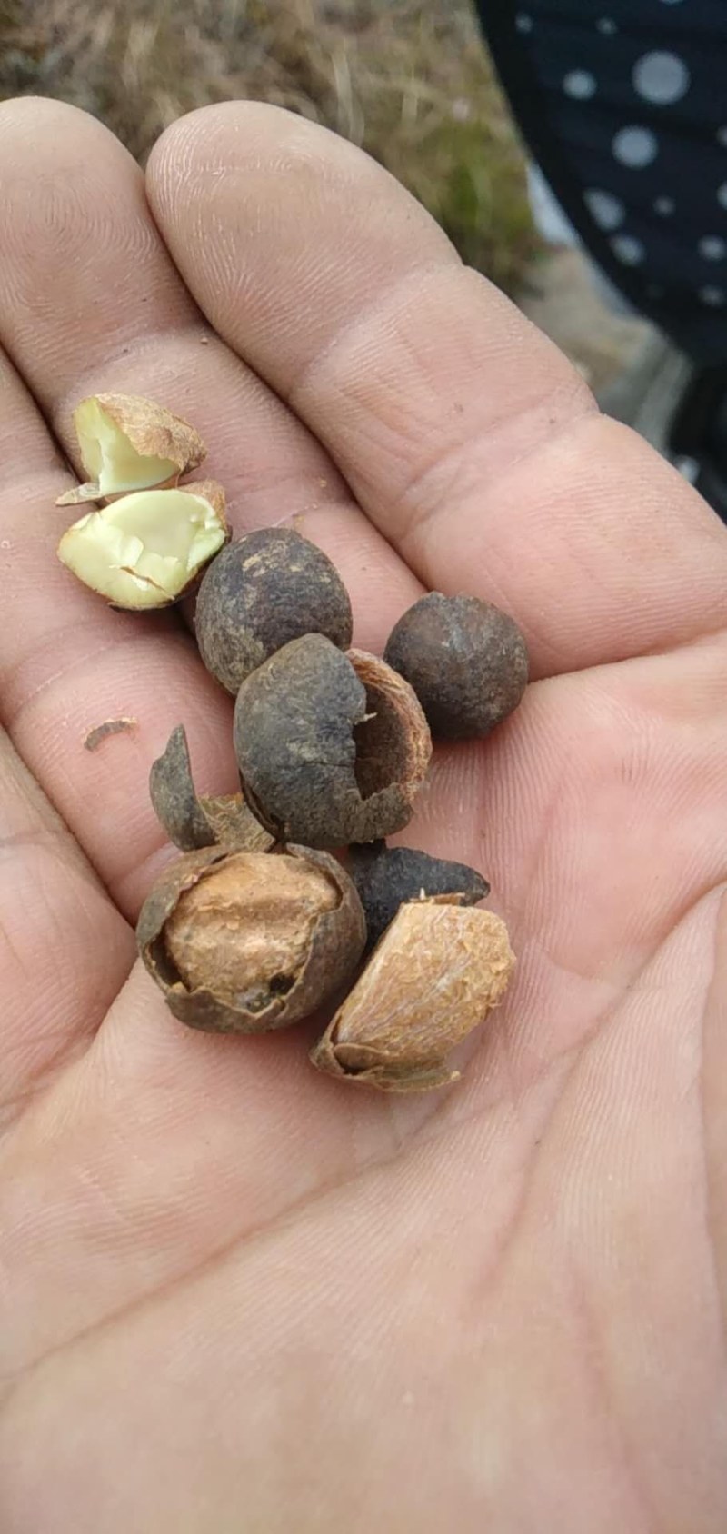 茶油籽，现在正式开业了。欢迎老板