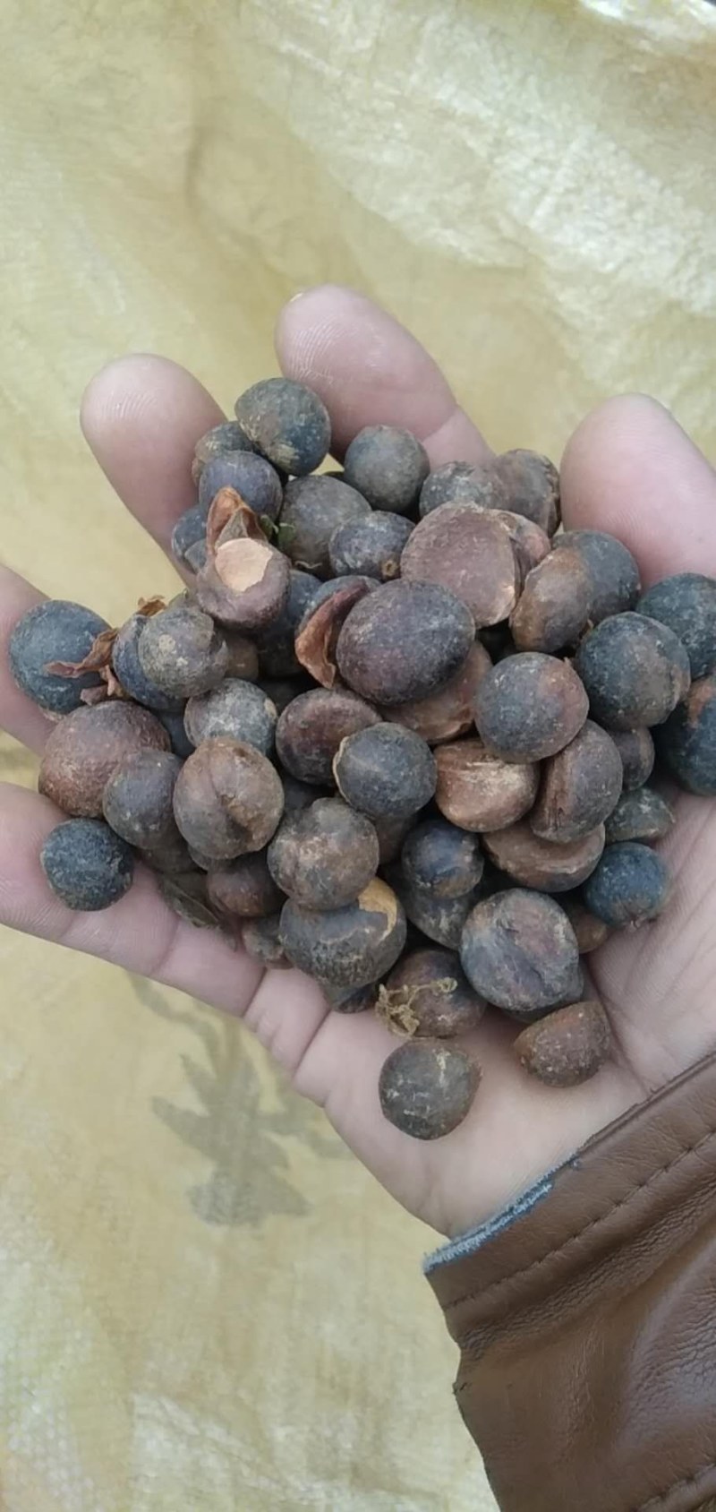 茶油籽，现在正式开业了。欢迎老板