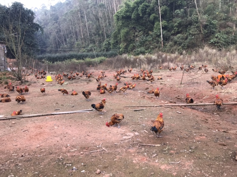 长期出售吃玉米跑山鸡