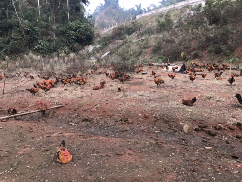 长期出售吃玉米跑山鸡