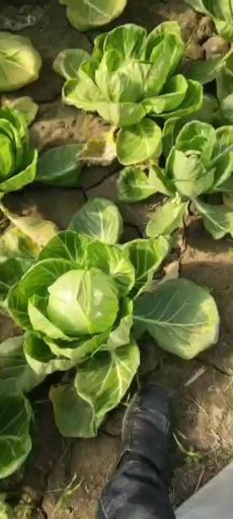 优质甘蓝，精品甘蓝，山东甘蓝，甘蓝产地直发，无中间商差价