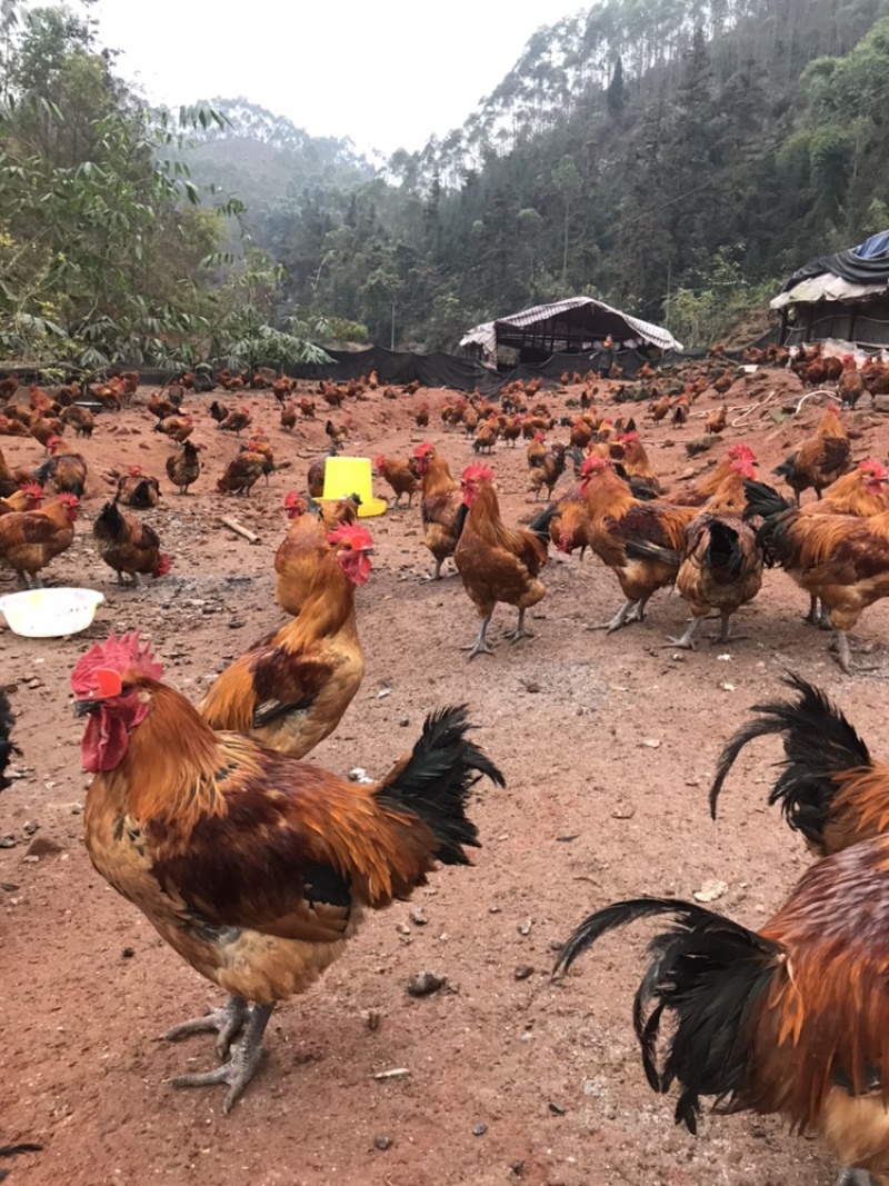 长期出售吃玉米跑山鸡