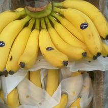 菲律宾进口索菲亚香蕉超市活动吃口甜大量现货上海香蕉