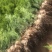 侧柏苗一年生营养袋苗