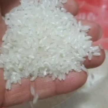 稻花香，稻香2号，稻花香产地直发，手提真空2.5-5Kg
