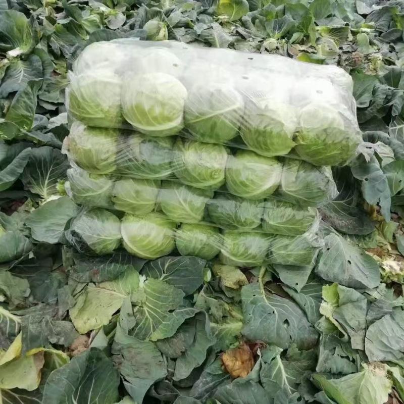 精品斯特丹，大量现货，适合市场，加工厂，超市，出口贸易