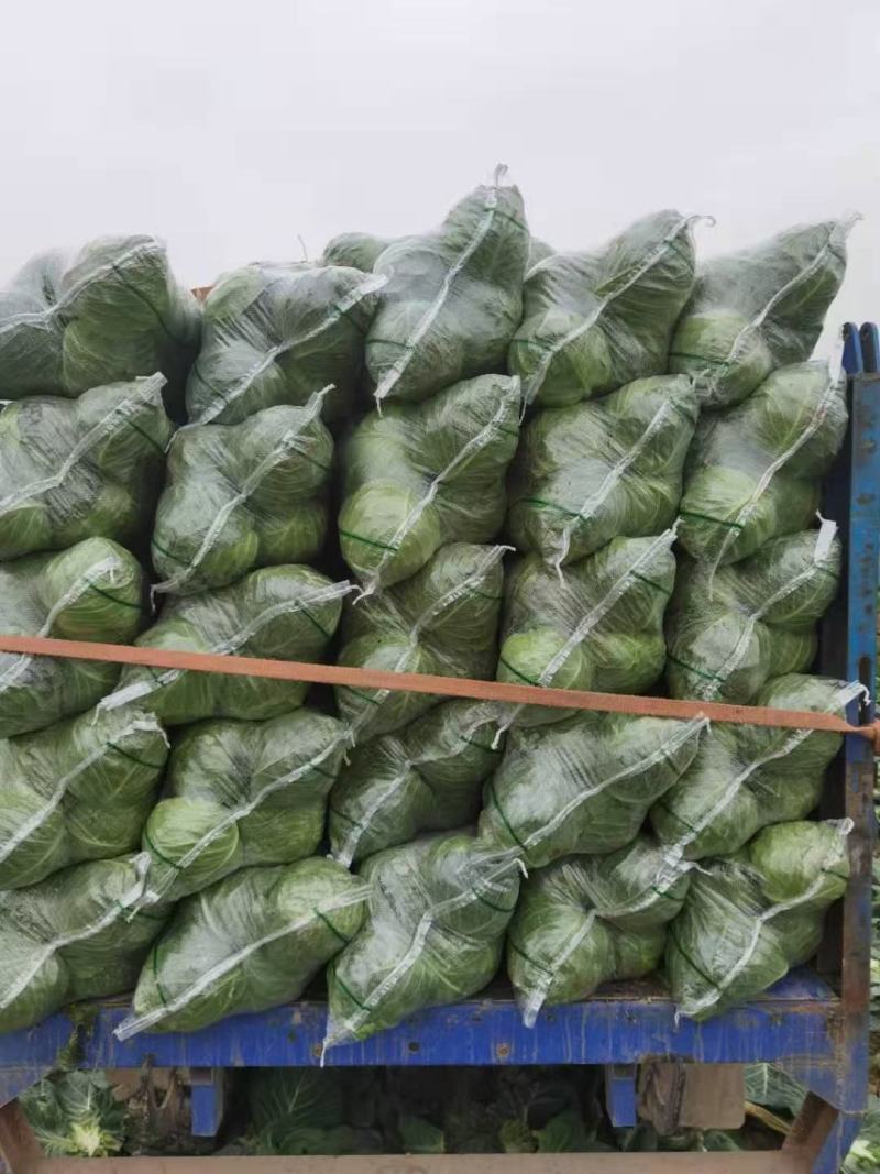 精品斯特丹，大量现货，适合市场，加工厂，超市，出口贸易
