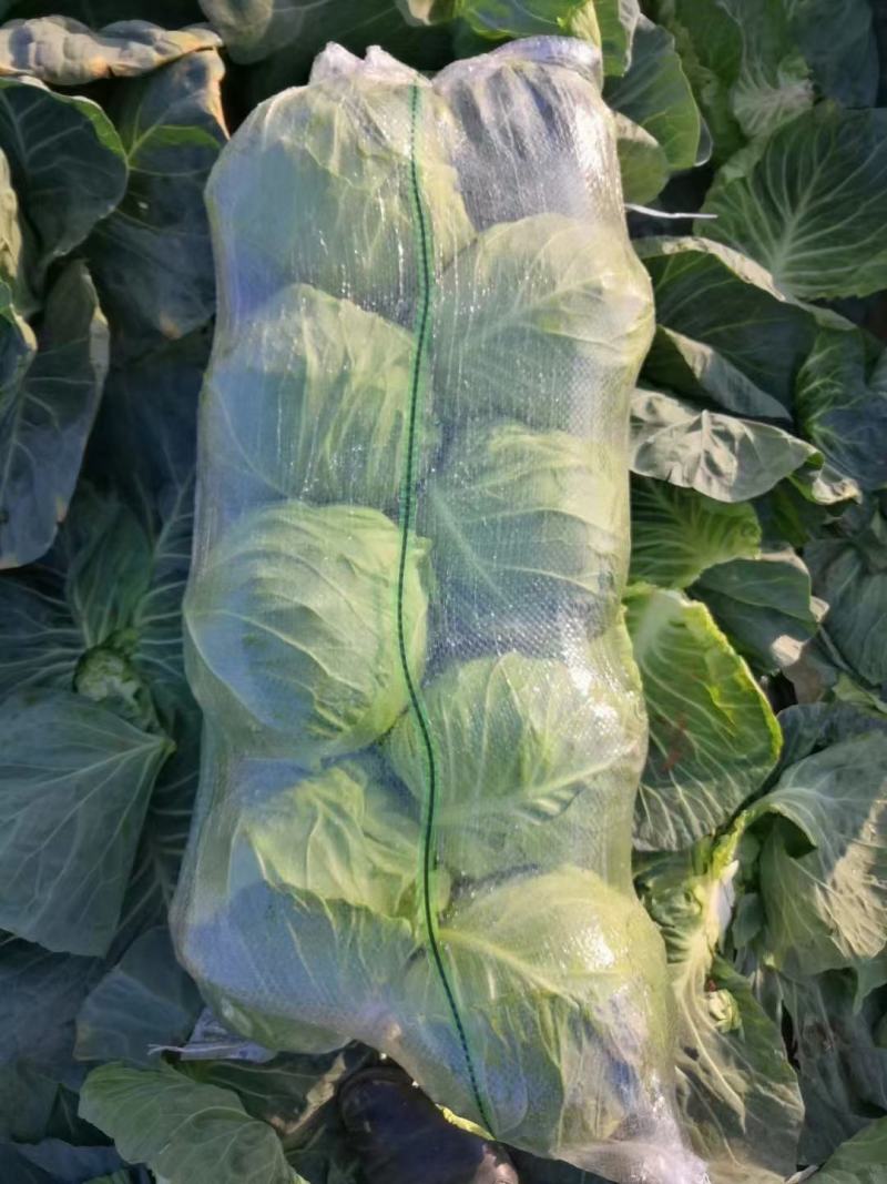 精品斯特丹，大量现货，适合市场，加工厂，超市，出口贸易
