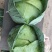 精品斯特丹，大量现货，适合市场，加工厂，超市，出口贸易