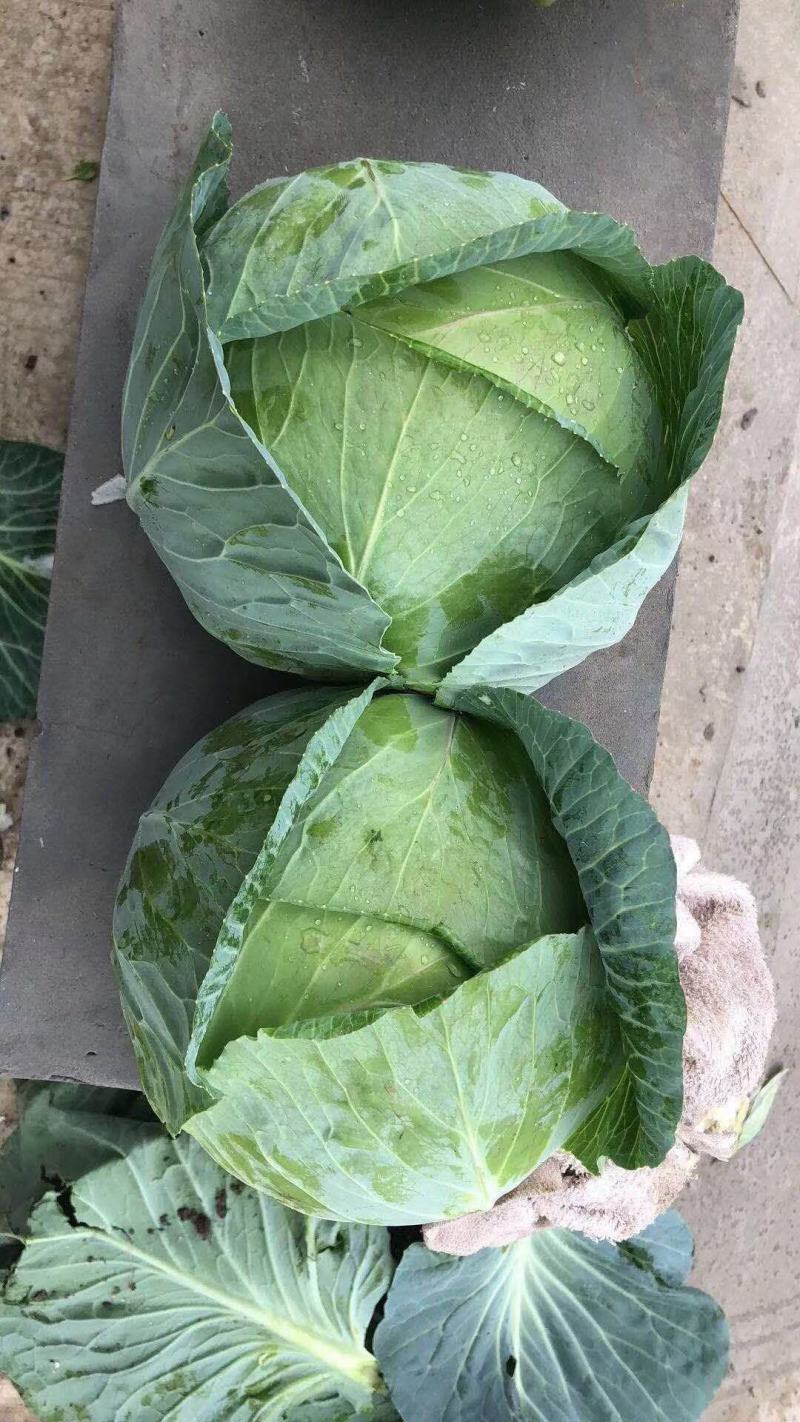 精品斯特丹，大量现货，适合市场，加工厂，超市，出口贸易