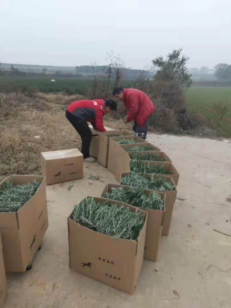 迷迭香鲜叶（练纯露.西餐.盆栽等）