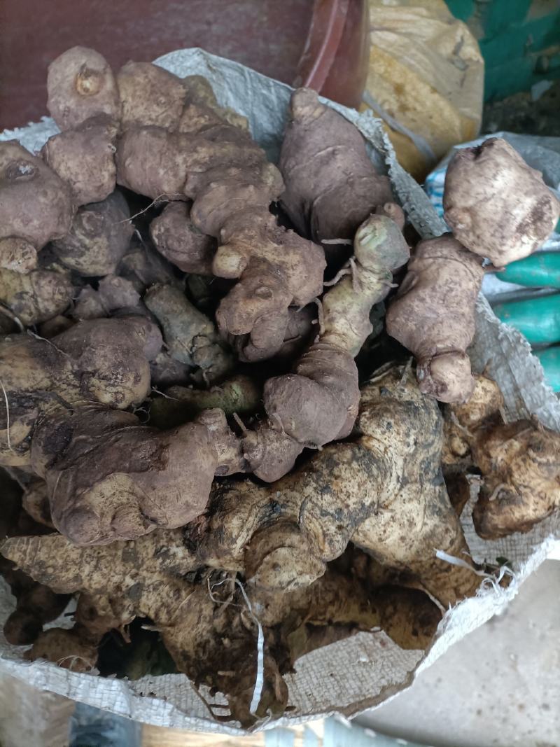 黄精，野生新鲜黄精，姜型倒苗黄精，去根须产地直销，