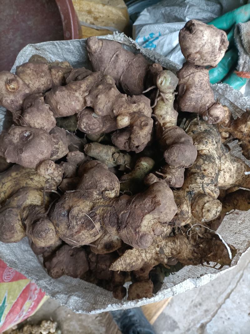 黄精，野生新鲜黄精，姜型倒苗黄精，去根须产地直销，