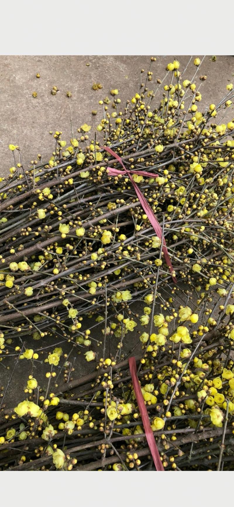 腊梅切花网红腊梅鲜花枝条素心腊梅，鲜切花，错过再等一年哦