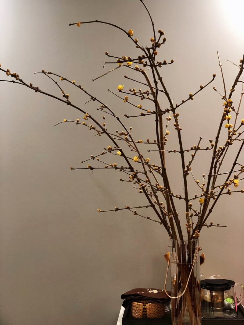 腊梅切花网红腊梅鲜花枝条素心腊梅，鲜切花，错过再等一年哦
