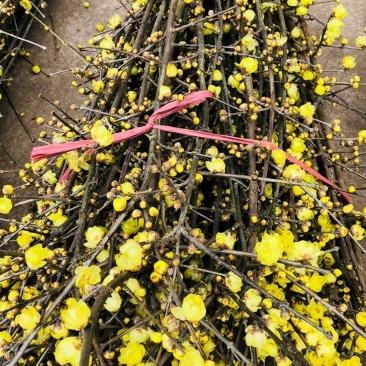 腊梅切花网红腊梅鲜花枝条素心腊梅，鲜切花，错过再等一年哦